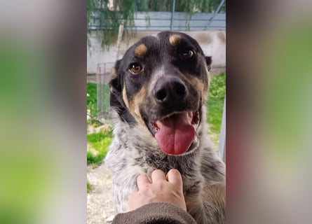 Kurt: toller Begleiter und Familienhund