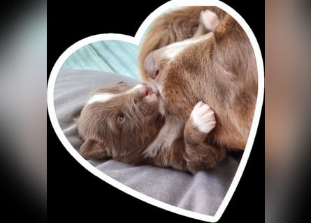 Australian Shepherd Wurfankündigung