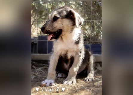 Teddy und seine Geschwister suchen ab September ein Zuhause