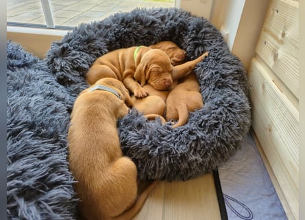 Magyar Vizsla Welpen reinrassig