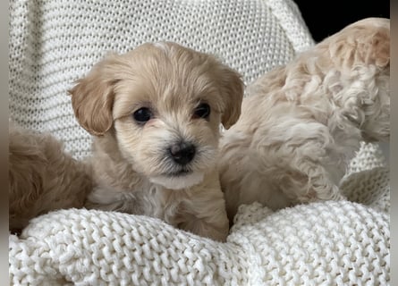 Traumhafte Maltipoo Welpen F1 Malteser Pudel