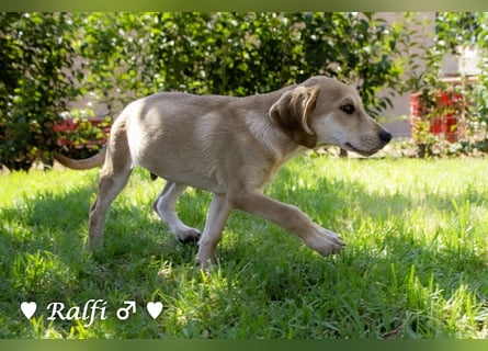 Ralfie, Roberta, Robbie und Rickie suchen eine Familie