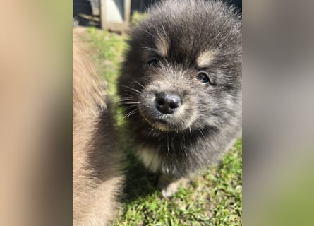Zauberhafte Pomsky Welpen suchen ihr neues Zuhause! (ab 22.05.2025)