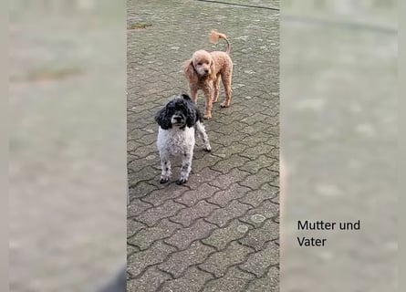 4 Rüden Zwergpudel Welpen schwarz und black and tan Pudel