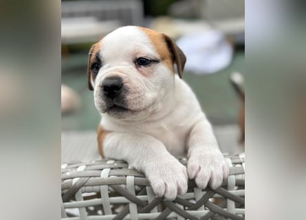 American Bulldog Welpen aus Hybrid/Standard Verpaarung ab Mitte Juni abzugeben, www.cocodin-bulls.de