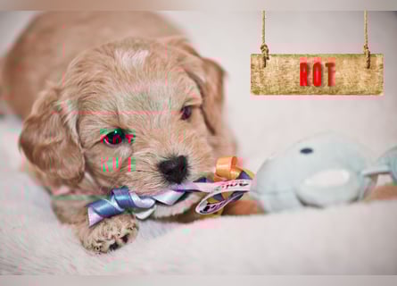 5 Wunderschöne Maltipoo-Welpen suchen ein neues, liebevolles Zuhause!
