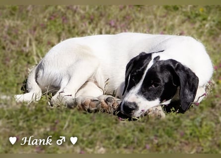 Holly, Hank und Herbie suchen ab sofort ein Zuhause