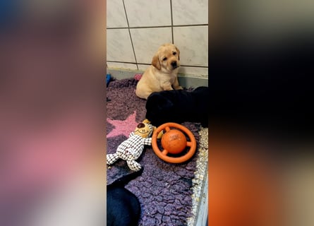 Labrador Welpen mit Ahnentafel, abzugeben ab Mitte /Ende Mai