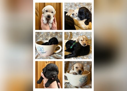 Wunderschöner Golden Retriever - Labrador Mix Welpe
