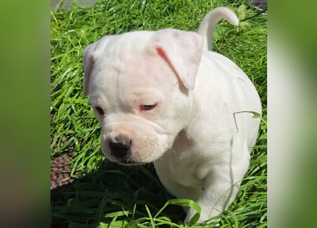 American Bulldog Welpen aus Hybrid/Standard Verpaarung ab Mitte Juni abzugeben, www.cocodin-bulls.de