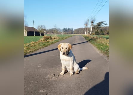 Liebevoller und kerngesunder Labrador Jungrüde in gelb sucht...