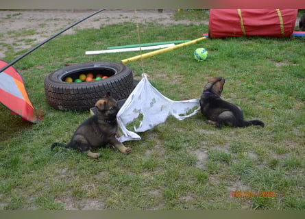 Dunkelgraue Schäferhunde aus Kör-u.Leistungzucht
