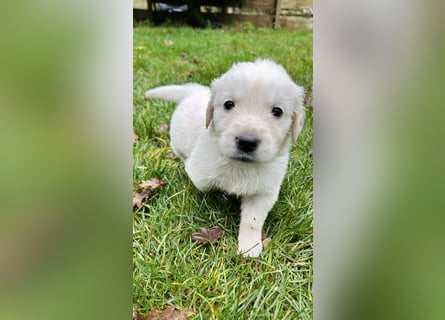 Golden Retriever Welpen vom Züchter – liebevoll & familiär aufgezogen
