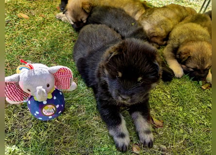 Eurasier