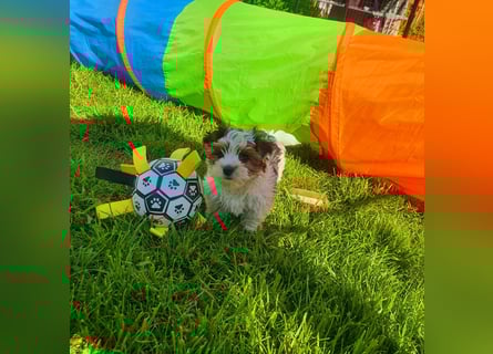 Biewer Yorkshire Terrier, Welpe,Rüde, reinrassig sehr selten