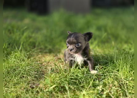 Chihuahua Welpen mit Ahnentafel