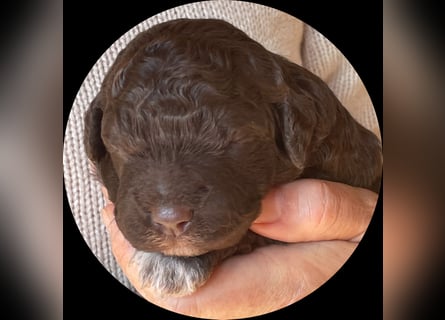 Lagotto - ein Herz aus Locken und Liebe