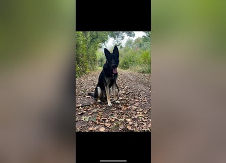 Liebenswerter, intelligenter Schäferhund sucht sein für-immer zu Hause
