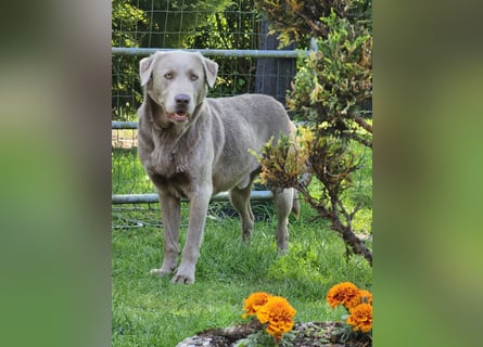 Labrador Welpen mit Ahnenpass