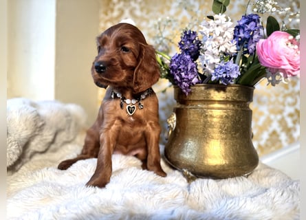 Irish Setter Welpen mit Papieren