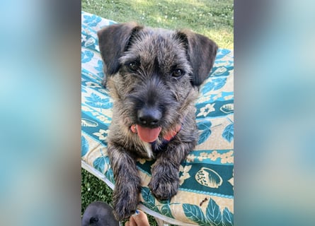 Mona – kleine Herzenshündin sucht ihr Für-immer-Zuhause