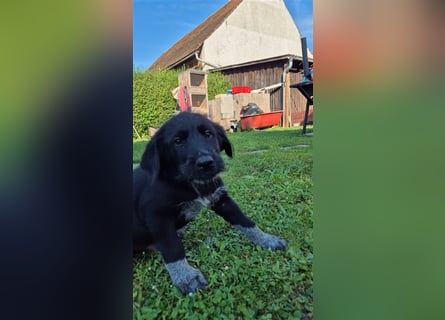 Labrador Akita