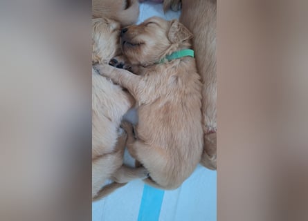 Golden Retriever Welpen