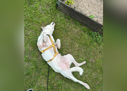 Francesco - Wo sind die Freunde von großen, gemütlichen Hunden