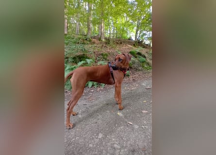 Rhodesian Ridgeback Welpen