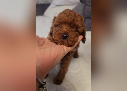 Tiny Asiatische Püppchen Toypudel Welpen