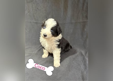 8 Australian Sheperd Welpen