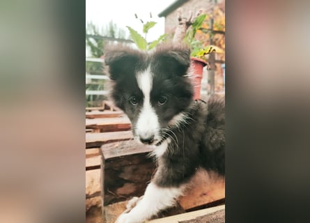 Sheltie 's wahre Seelenhunde