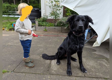 Hofhund Herdenschutzhund