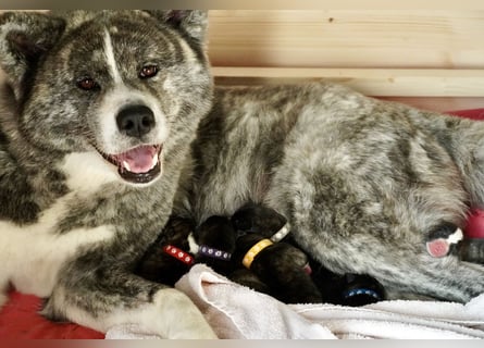 Akita Inu Welpen | A-Wurf | Japan Akita | Ahnentafel | VDH 