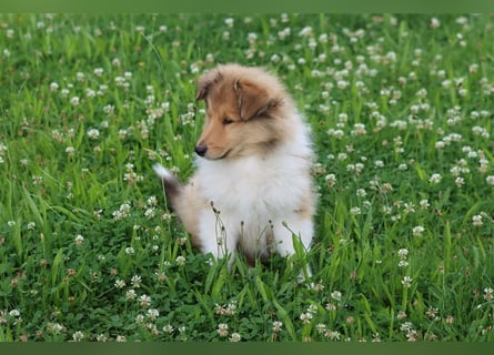 Colliewelpen aus vorzügl Verpaarung (sable) in liebevolle Hände abzugeben