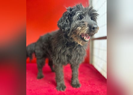 liebenswerte DORKA - 9 Jahre, 38cm/10,5kg - Schnauzer-Mix