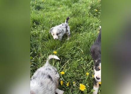 Ein besonderes Mäuschen sucht ein besonderes Zuhause 