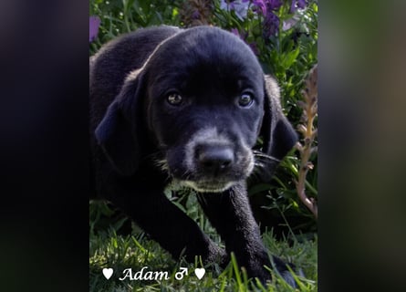 Annie und ihre Geschwister suchen ein Zuhause