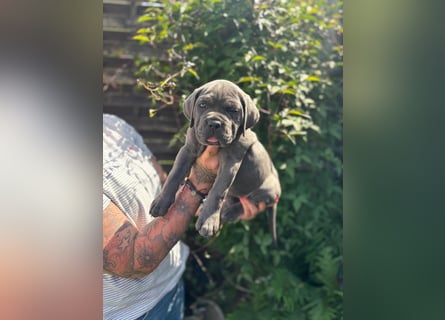 Cane Corso Italiano Welpen