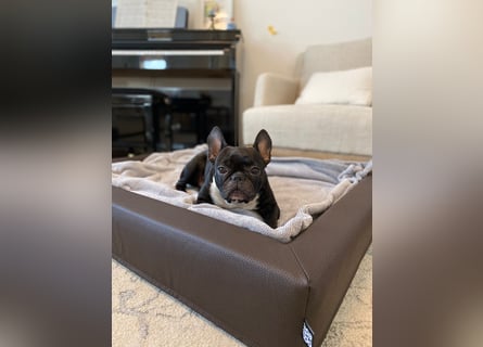 Frenchie Hündin sucht neue Familie