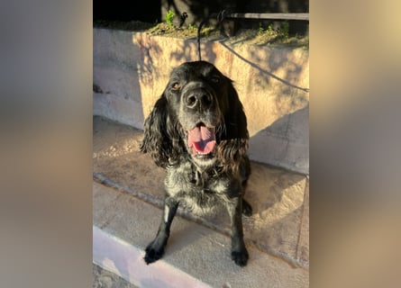 Jordan,kinderlieber, verschmuster English-Setter-Mix