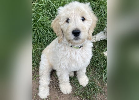 Wurfankündigung Labradoodle F1B Welpen