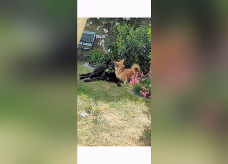 Hofhund Herdenschutzhund
