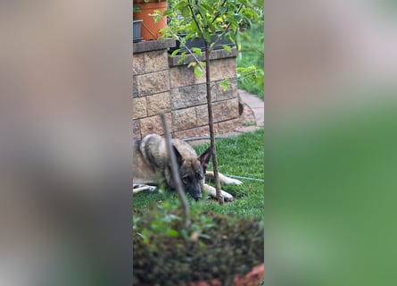 1 Schweitzer Deutscher Schäferhund DDR Linie sucht seinen Herzmenschen