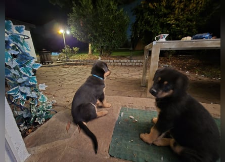 Rottweiler Schäferhund Mix