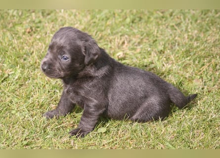 Labrador welpen in Tolle farben!