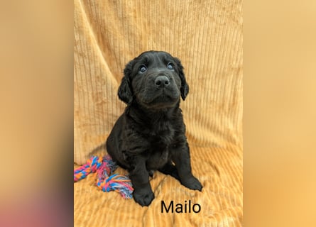 Wunderschöne Labrador Welpen
