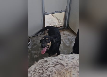Liberotto: süßer Fratz sucht dringend Kuschelplatz