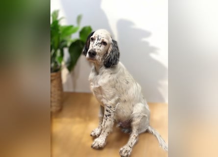 MAVERICK Hunting for Love (FCI) English Setter