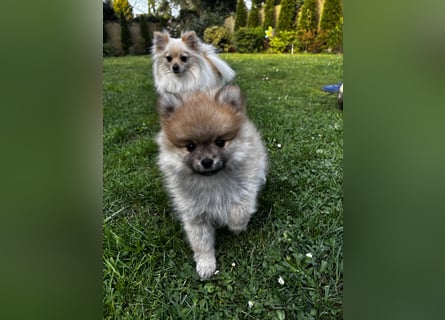 Zwergspitz  Pomeranian